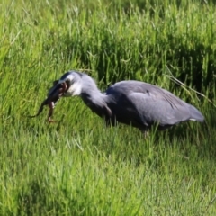 Egretta novaehollandiae at Fyshwick, ACT - 7 Mar 2023 05:17 PM