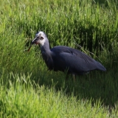 Egretta novaehollandiae at Fyshwick, ACT - 7 Mar 2023