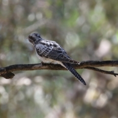 Cacomantis pallidus (Pallid Cuckoo) at Fyshwick, ACT - 7 Mar 2023 by RodDeb