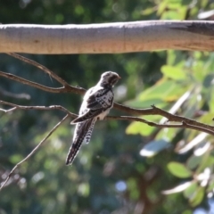 Cacomantis pallidus at Fyshwick, ACT - 7 Mar 2023