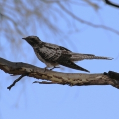 Cacomantis pallidus at Fyshwick, ACT - 7 Mar 2023