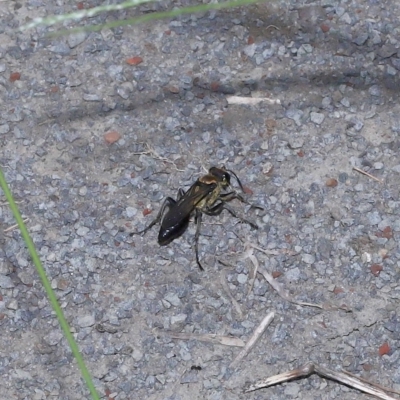 Unidentified Sand or digger wasp (Crabronidae or Sphecidae) at Wellington Point, QLD - 7 Mar 2023 by TimL