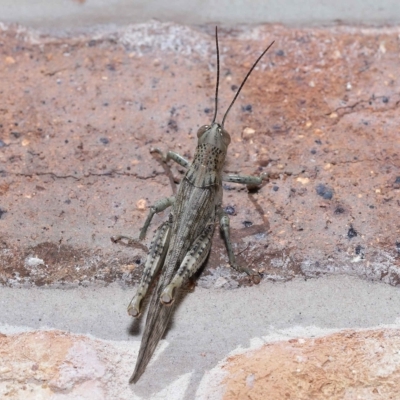 Unidentified Grasshopper (several families) at Wellington Point, QLD - 7 Mar 2023 by TimL