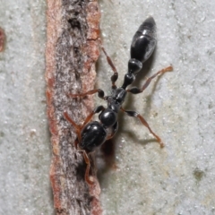 Tetraponera sp. (genus) (Black tree ants) at Thorneside, QLD - 22 Feb 2023 by TimL