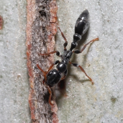 Unidentified Ant (Hymenoptera, Formicidae) at Thorneside, QLD - 22 Feb 2023 by TimL