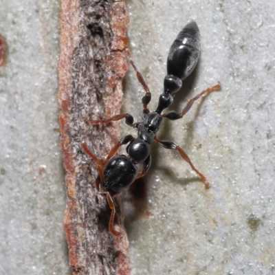 Tetraponera sp. (genus) (Black tree ants) at Thorneside, QLD - 22 Feb 2023 by TimL