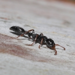 Tetraponera sp. (genus) at Thorneside, QLD - 22 Feb 2023 11:34 AM