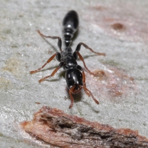 Tetraponera sp. (genus) at Thorneside, QLD - 22 Feb 2023 11:34 AM