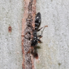 Tetraponera sp. (genus) at Thorneside, QLD - 22 Feb 2023 11:34 AM