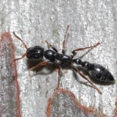 Tetraponera sp. (genus) at Thorneside, QLD - 22 Feb 2023 11:34 AM