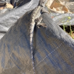 Amphibolurus muricatus (Jacky Lizard) at The Fair, Watson - 6 Mar 2023 by waltraud