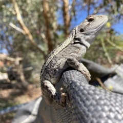 Amphibolurus muricatus at Watson, ACT - 6 Mar 2023