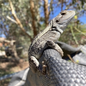 Amphibolurus muricatus at Watson, ACT - 6 Mar 2023