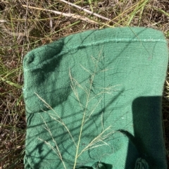Eragrostis curvula (African Lovegrass) at Watson, ACT - 6 Mar 2023 by waltraud