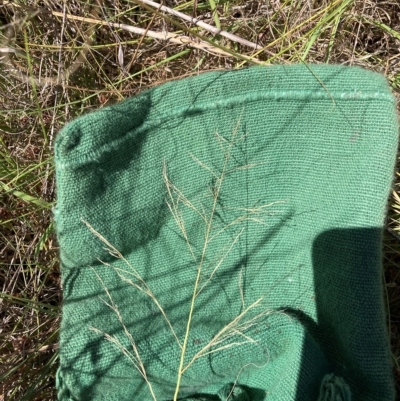 Eragrostis curvula (African Lovegrass) at Watson, ACT - 6 Mar 2023 by waltraud