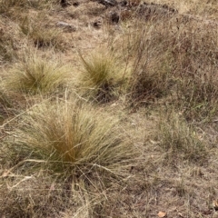 Nassella trichotoma (Serrated Tussock) at The Fair, Watson - 6 Mar 2023 by waltraud