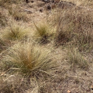 Nassella trichotoma at Watson, ACT - 6 Mar 2023