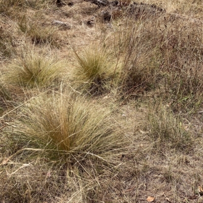 Nassella trichotoma (Serrated Tussock) at The Fair, Watson - 6 Mar 2023 by waltraud