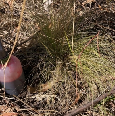 Nassella trichotoma (Serrated Tussock) at Watson, ACT - 6 Mar 2023 by waltraud