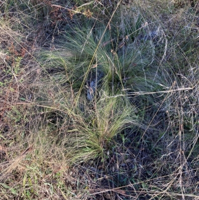 Nassella trichotoma (Serrated Tussock) at The Fair, Watson - 6 Mar 2023 by waltraud