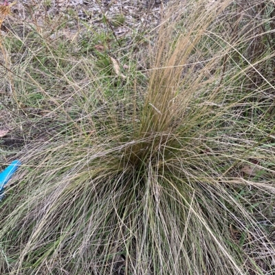 Nassella trichotoma (Serrated Tussock) at The Fair, Watson - 22 Feb 2023 by waltraud