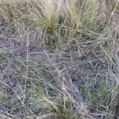 Nassella trichotoma (Serrated Tussock) at The Fair, Watson - 22 Feb 2023 by waltraud