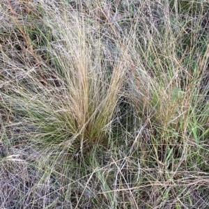 Nassella trichotoma at Watson, ACT - 22 Feb 2023