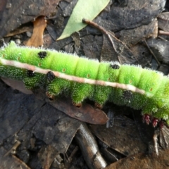 Opodiphthera helena (Helena Gum Moth) at Charleys Forest, NSW - 23 Feb 2022 by arjay