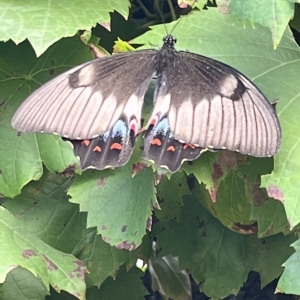 Papilio aegeus at Wanniassa, ACT - suppressed