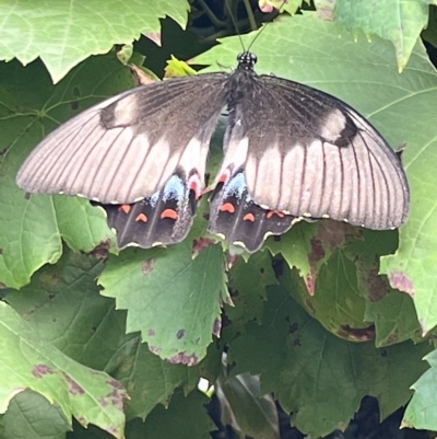 Papilio aegeus (Orchard Swallowtail, Large Citrus Butterfly) at Wanniassa, ACT - 8 Mar 2023 by wodiwodi