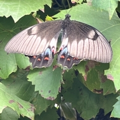 Papilio aegeus (Orchard Swallowtail, Large Citrus Butterfly) at Wanniassa, ACT - 7 Mar 2023 by wodiwodi