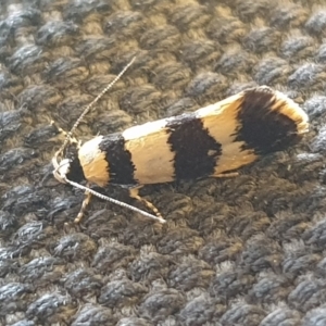 Telecrates melanochrysa at Wanniassa, ACT - 8 Mar 2023 08:28 AM