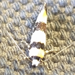 Telecrates melanochrysa at Wanniassa, ACT - 8 Mar 2023 08:28 AM