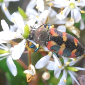 Castiarina sexplagiata at Cotter River, ACT - 6 Mar 2023