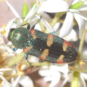 Castiarina sexplagiata at Cotter River, ACT - 6 Mar 2023