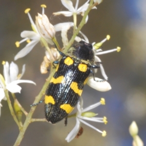 Castiarina australasiae at Cotter River, ACT - 6 Mar 2023