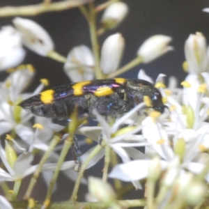 Castiarina australasiae at Cotter River, ACT - 6 Mar 2023
