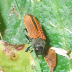 Castiarina erythroptera at Cotter River, ACT - 6 Mar 2023