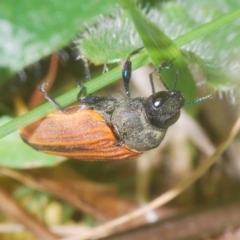 Castiarina erythroptera at Cotter River, ACT - 6 Mar 2023