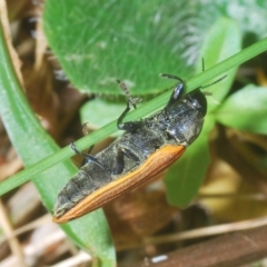 Castiarina erythroptera at Cotter River, ACT - 6 Mar 2023