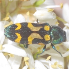 Castiarina flavopicta (Flavopicta jewel beetle) at Cotter River, ACT - 6 Mar 2023 by Harrisi