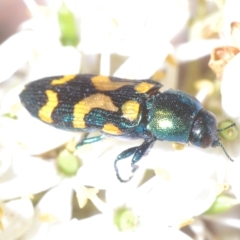 Castiarina flavopicta at Cotter River, ACT - 6 Mar 2023