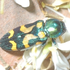 Castiarina flavopicta at Cotter River, ACT - 6 Mar 2023 11:26 PM