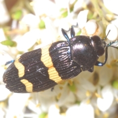 Castiarina bifasciata (Jewel beetle) at Cotter River, ACT - 6 Mar 2023 by Harrisi