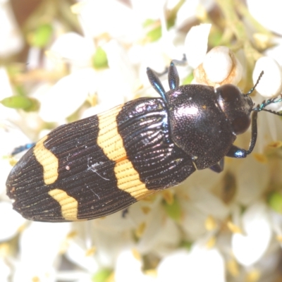 Castiarina bifasciata (Jewel beetle) at Lower Cotter Catchment - 6 Mar 2023 by Harrisi