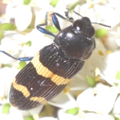 Castiarina bifasciata at Cotter River, ACT - 6 Mar 2023 11:25 PM