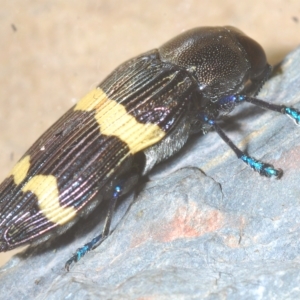 Castiarina bifasciata at Cotter River, ACT - 6 Mar 2023 11:25 PM