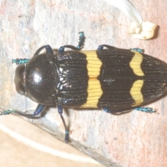 Castiarina bifasciata at Cotter River, ACT - 6 Mar 2023 11:25 PM