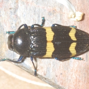 Castiarina bifasciata at Cotter River, ACT - 6 Mar 2023 11:25 PM