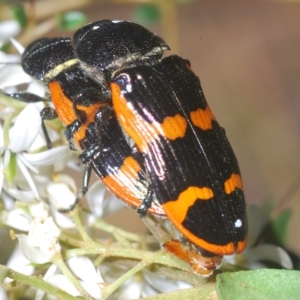 Castiarina bremei at Cotter River, ACT - 6 Mar 2023 04:21 PM